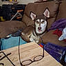 dog, husky, siberian_husky, pet, animal, couch, indoors, living_room, sitting, lying_down, white_and_brown, blue_eyes, pointed_ears, open_mouth, tongue, blanket, glasses, coffee_table, household_items, portrait
