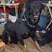 Rot joined the competition — help win amazing prizes! dog, black_dog, indoor, carpet, clutter, boots, yellow_ball, furniture, table, container, pet, sitting, happy, collar, household_items, floor, room, canine, domestic_animal, portrait