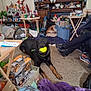 Rot is registered to the contest to win money with this photo: dog, ball, carpet, person, furniture, table, box, vacuum_cleaner, drink, shoe, couch, hand, plastic_container, plants, scissors, clutter, indoor, sitting, toy, relaxing