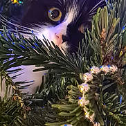 Douchka participe au concours pour gagner de l'argent avec cette photo : cat, tuxedo_cat, christmas_tree, pine_branches, silver_beads, holiday_lights, greenery, closeup, curious, pets, whiskers, festive, indoors, animal, decorations, nature, eye, feline, christmas, holiday