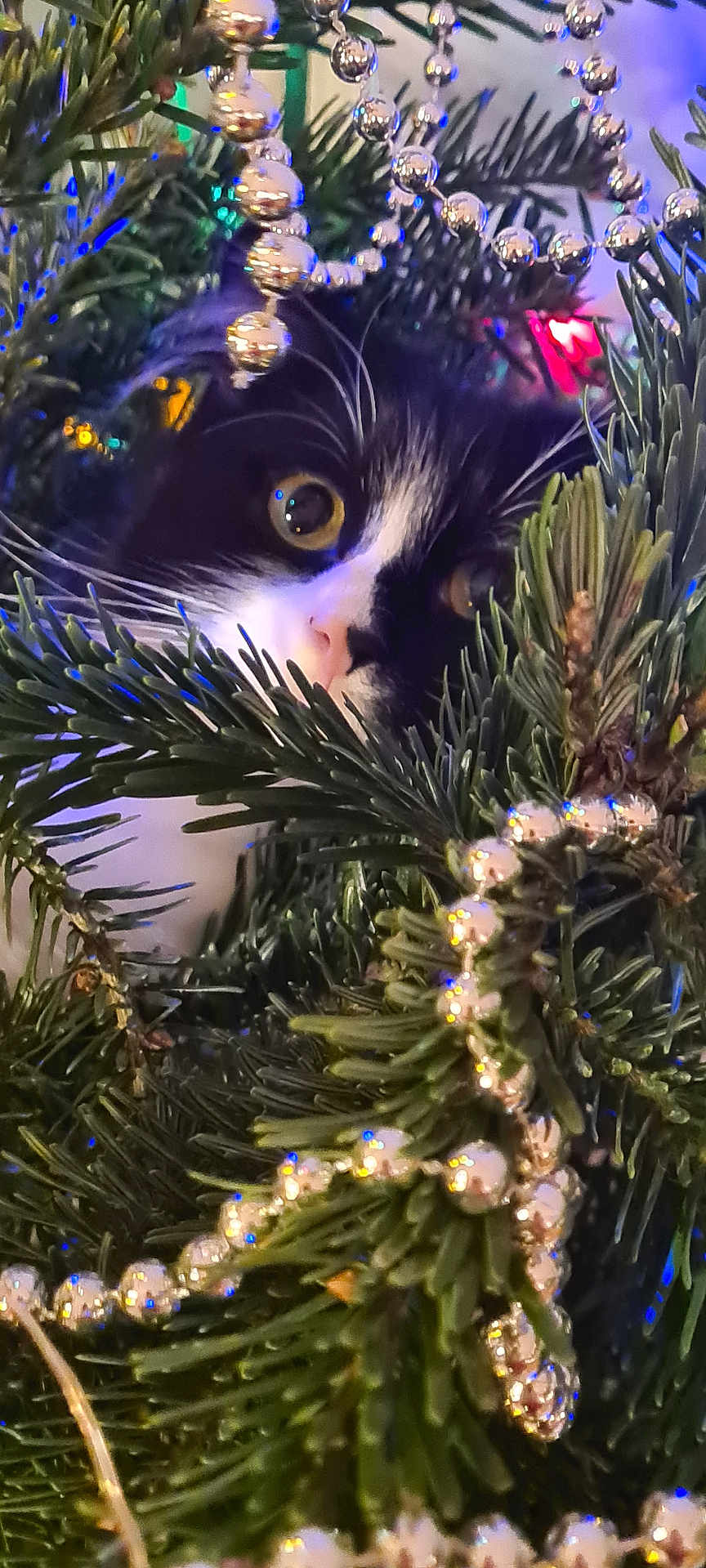 Douchka participe au concours pour gagner de l'argent avec cette photo : cat, tuxedo_cat, christmas_tree, pine_branches, silver_beads, holiday_lights, greenery, closeup, curious, pets, whiskers, festive, indoors, animal, decorations, nature, eye, feline, christmas, holiday