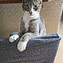 cat, gray_cat, white_paws, chair, indoor, pet, animal, feline, curious, looking_at_camera, sitting, wooden_legs, fabric_chair_cover, close_up, domestic_cat, whiskers, ears, table, blurred_background, home