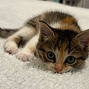 Kahya participe au concours pour gagner de l'argent avec cette photo : kitten, cat, pet, animal, fur, whiskers, paws, carpet, closeup, cute, young, domestic, feline, lying_down, playful, indoor, small, eyes, nose, relaxed