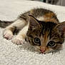 kitten, cat, pet, animal, fur, whiskers, paws, carpet, closeup, cute, young, domestic, feline, lying_down, playful, indoor, small, eyes, nose, relaxed