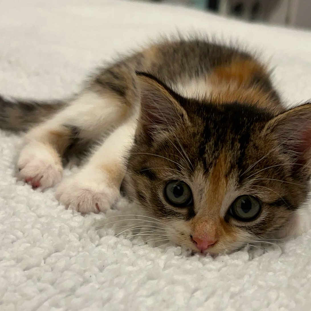 Kahya participe au concours pour gagner de l'argent avec cette photo : animal, carpet, cat, closeup, cute, domestic, eyes, feline, fur, indoor, kitten, lying_down, nose, paws, pet, playful, relaxed, small, whiskers, young