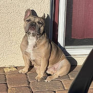 Stella is registered to the contest to win money with this photo: animal, brick_floor, canine, cute, daytime, dog, domestic_animal, french_bulldog, one_animal, outdoor, patio, pet, portrait, relaxed, shadow, short_hair, sitting, sunlight, sunny, wall