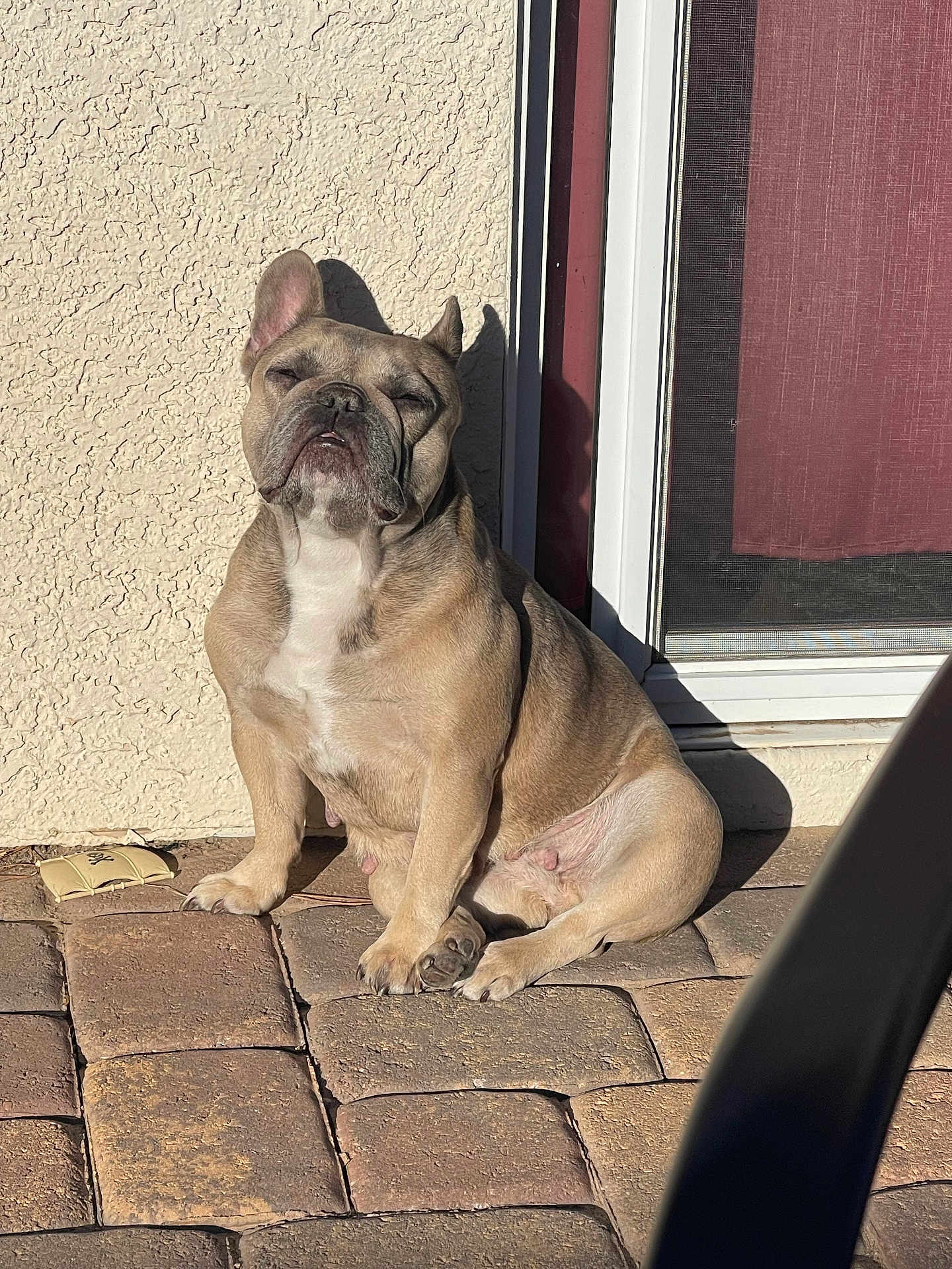Stella is registered to the contest to win money with this photo: animal, brick_floor, canine, cute, daytime, dog, domestic_animal, french_bulldog, one_animal, outdoor, patio, pet, portrait, relaxed, shadow, short_hair, sitting, sunlight, sunny, wall