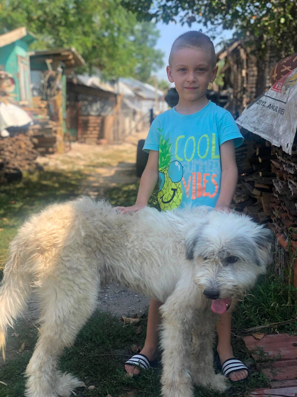 Ianis joined the competition — help win amazing prizes! canidae, carnivore, companion_dog, dog, dog_breed, event, fur, grass, joy, leash, person, plant, shorts, sky, soil, sporting_group, standard_poodle, t_shirt, terrier, toy_dog