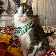 Stuart is registered to the contest to win money with this photo: cat, indoor, pet, bandana, green_eyes, gray_and_white, quilt, bed, furniture, portrait, animal, whiskers, ears, tail, sitting, home, cozy, domestic, cute, feline