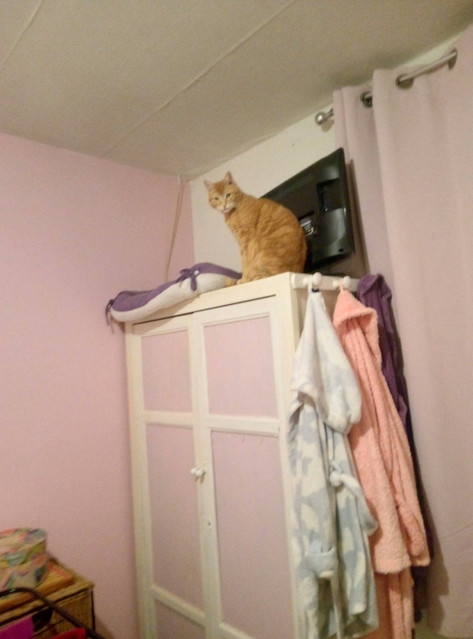 Nala participe au concours pour gagner de l'argent avec cette photo : carnivore, cat, cat_supply, ceiling, closet, door, felidae, flooring, fur, hardwood, interior_design, linens, molding, room, shelving, small_to_medium_sized_cats, stairs, tail, whiskers, wood