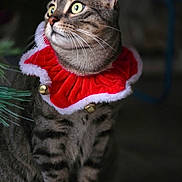 Azur a rejoint le concours — aidez-le/la à gagner de superbes lots ! animal, cat, christmas, collar, curious, ears, feline, festive, fur, green_eyes, holiday, indoor, jingle_bells, pet, portrait, red_collar, sitting, striped, tabby, whiskers