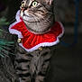 animal, cat, christmas, collar, curious, ears, feline, festive, fur, green_eyes, holiday, indoor, jingle_bells, pet, portrait, red_collar, sitting, striped, tabby, whiskers