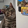 Azur a rejoint le concours — aidez-le/la à gagner de superbes lots ! animal, cat, closeup, curious, domestic, ears, eyes, face, feline, home, indoor, kitchen, magnets, peeking, pet, portrait, refrigerator, striped, tabby, whiskers