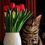 Azur participe au concours pour gagner de l'argent avec cette photo : animal, cat, decor, domestic_cat, feline, flowers, green_leaves, houseplant, indoor, pet, plant, portrait, red_tulips, sitting, still_life, tabby_cat, tulips, vase, white_tulips, wooden_cabinet