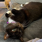 Jade joined the competition — help win amazing prizes! cat, black_cat, white_paws, green_eyes, collar, purple_collar, lying_down, upside_down, blanket, gray_blanket, indoor, cozy, furniture, chair, couch, relaxing, pet, whiskers, fur, domestic_cat