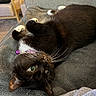 cat, black_cat, white_paws, green_eyes, collar, purple_collar, lying_down, upside_down, blanket, gray_blanket, indoor, cozy, furniture, chair, couch, relaxing, pet, whiskers, fur, domestic_cat