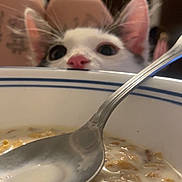 Casper is registered to the contest to win money with this photo: cat, cereal, milk, spoon, bowl, breakfast, curious, peeking, nose, ears, food, table, kitchen, closeup, animal, pet, white, black, eyes, milk_cereal