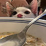 cat, cereal, milk, spoon, bowl, breakfast, curious, peeking, nose, ears, food, table, kitchen, closeup, animal, pet, white, black, eyes, milk_cereal