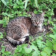 Litchi a rejoint le concours — aidez-le/la à gagner de superbes lots ! cat, tabby_cat, animal, outdoor, greenery, plants, leaf, nature, feline, pet, resting, alert, fur, whiskers, garden, wildlife, mammal, eyes, tail, ground
