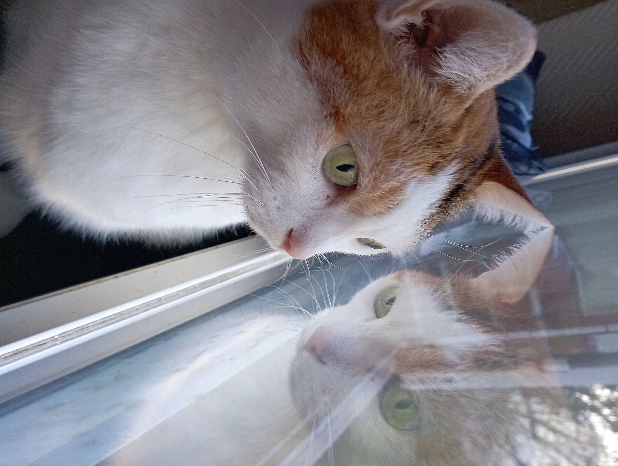 Pepita participe au concours pour gagner de l'argent avec cette photo : carnivore, cat, claw, comfort, domestic_short_haired_cat, fawn, felidae, fur, paw, pet_supply, small_to_medium_sized_cats, snout, tail, whiskers, windshield, wood