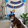 Ace a rejoint le concours — aidez-le/la à gagner de superbes lots ! balloon, banner, birthday, birthday_party, brown_dog, canine, celebration, chair, decorations, dog, festive, happy, indoor, number_one, party_hat, paw_print, pet, plant, table, white_fur