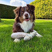 Ace a rejoint le concours — aidez-le/la à gagner de superbes lots ! animal, brown_dog, canine, clouds, dog, fur, grass, greenery, happy, hedge, nature, outdoor, pet, playful, sky, smiling, stuffed_toy, sunny, toy, white_fur