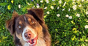 Ace participe au concours pour gagner de l'argent avec cette photo : canine, closeup, dog, ears, flowers, fur, garden, grass, greenery, happy, heterochromia, leash, nature, outdoor, pet, portrait, smiling, spring, sunlight, white_flowers