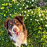 dog, happy, smiling, heterochromia, grass, flowers, white_flowers, greenery, outdoor, sunlight, nature, pet, canine, fur, ears, leash, closeup, portrait, spring, garden
