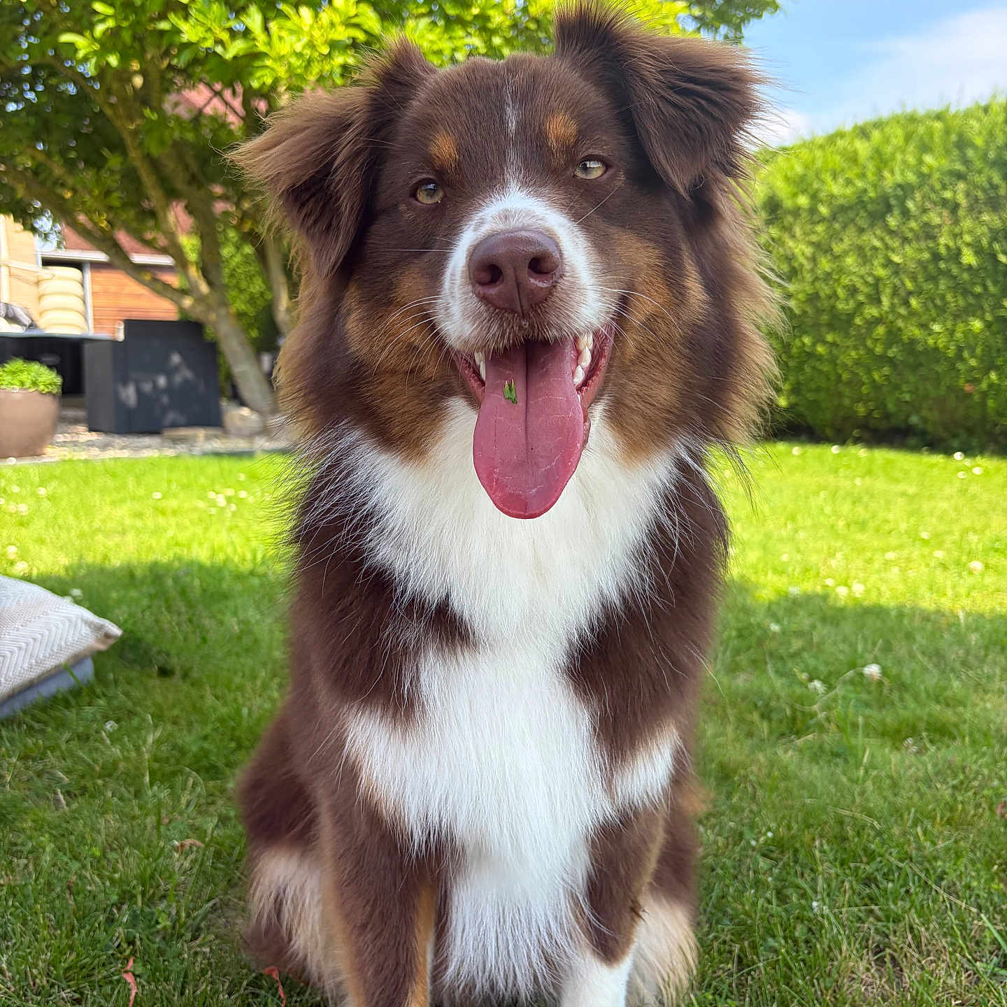 Ace participe au concours pour gagner de l'argent avec cette photo : animal, blue_sky, brown, bush, canine, daylight, dog, fur, garden, grass, greenery, happy, nature, outdoor, pet, sitting, sunny, tongue_out, tree, white