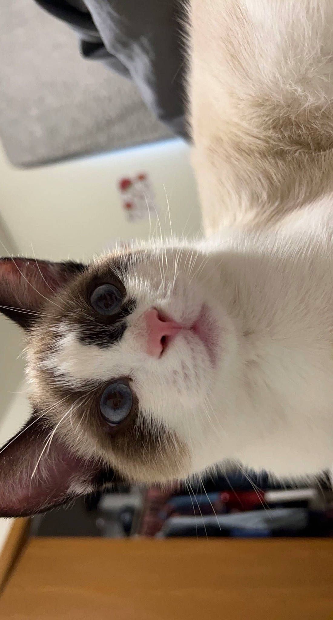 Maverick is registered to the contest to win money with this photo: carnivore, cat, cat_supply, claw, comfort, domestic_short_haired_cat, ear, eye, fawn, felidae, fur, paw, small_to_medium_sized_cats, snout, tail, whiskers