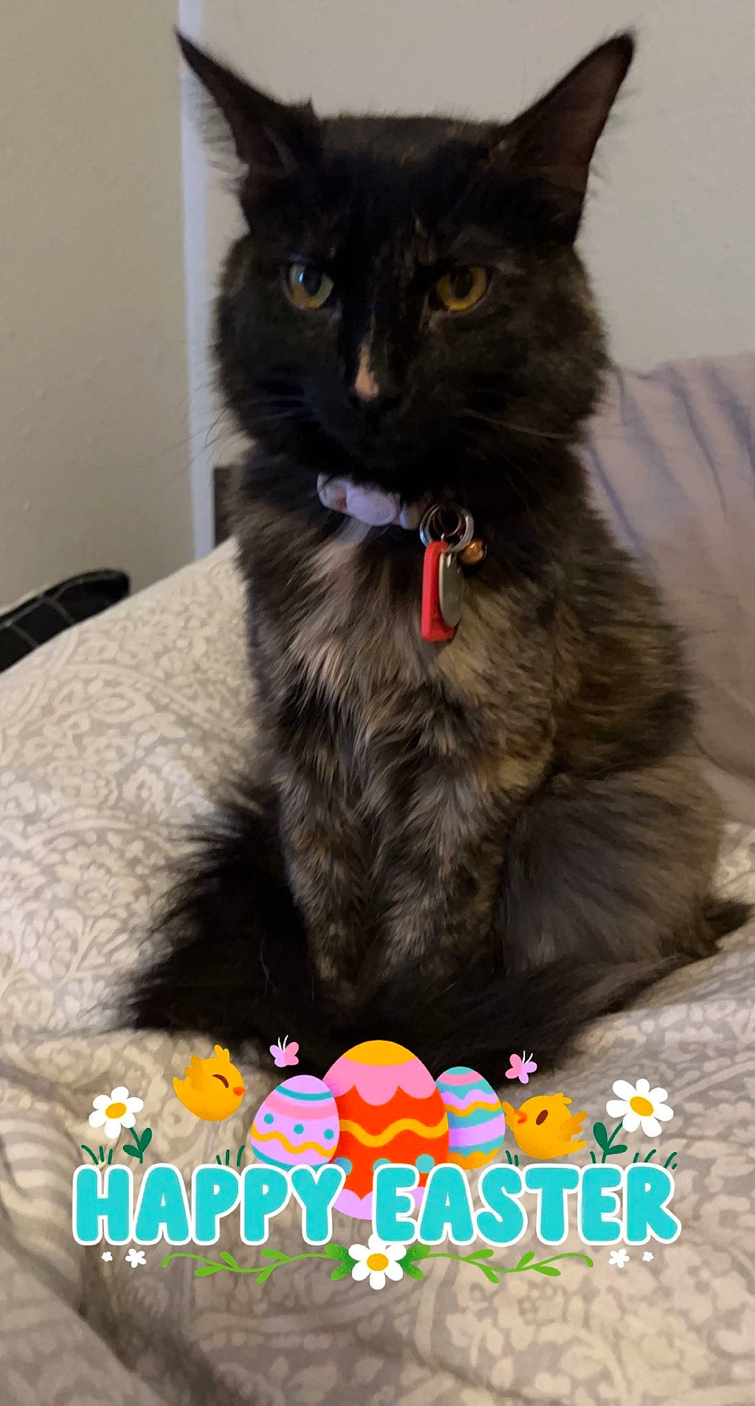 Astro is registered to the contest to win money with this photo: black_cat, carnivore, cat, cat_supply, claw, comfort, domestic_short_haired_cat, event, felidae, font, fur, logo, photo_caption, small_to_medium_sized_cats, snout, tail, terrestrial_animal, whiskers