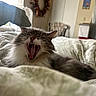 cat, fluffy_cat, longhaired, yawning, open_mouth, teeth, whiskers, ears, pet, animal, bed, blanket, bedroom, indoors, home, cozy, sleeping_area, portrait, sunlight, funny