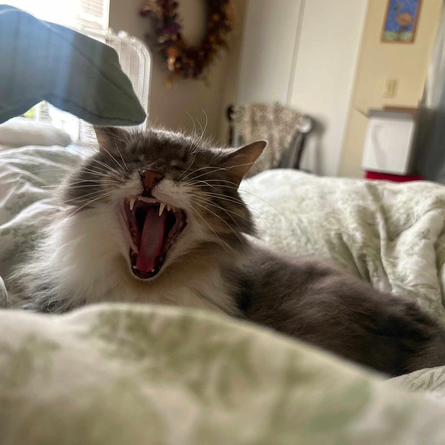 Boots is registered to the contest to win money with this photo: cat, fluffy_cat, longhaired, yawning, open_mouth, teeth, whiskers, ears, pet, animal, bed, blanket, bedroom, indoors, home, cozy, sleeping_area, portrait, sunlight, funny