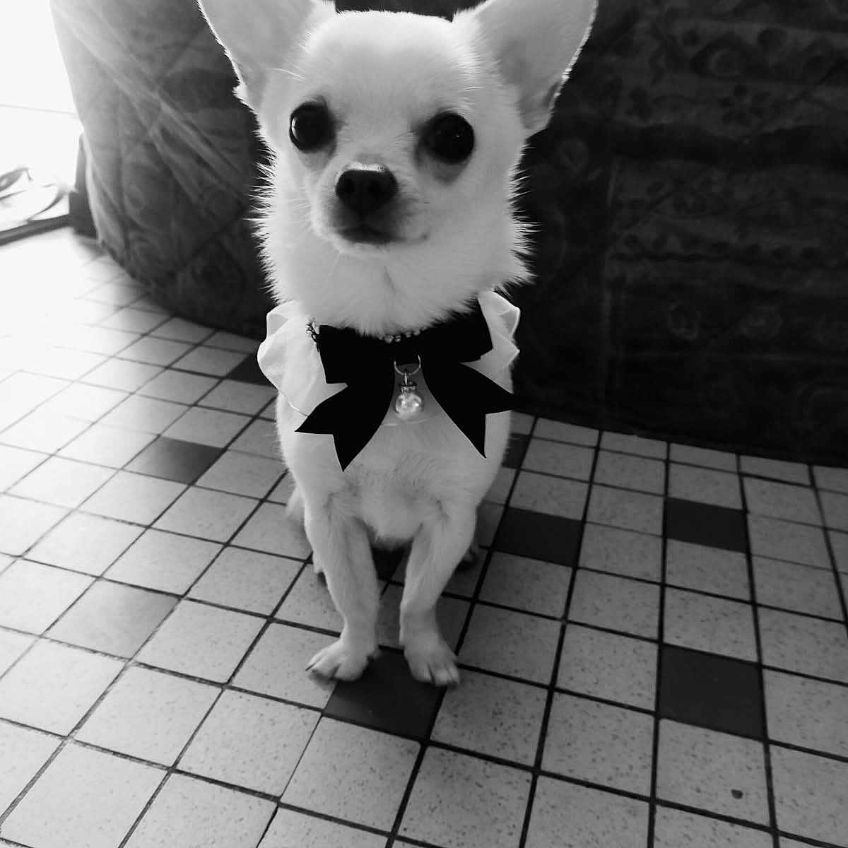 Blanco a rejoint le concours — aidez-le/la à gagner de superbes lots ! adorable, animal, black_and_white, bow_tie, chihuahua, companion, cute, dog, domestic_animal, ears, floor_tiles, furry, indoor, indoor_lighting, looking_at_camera, pet, portrait, sitting, small_dog, tile_floor