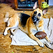 Lady is registered to the contest to win money with this photo: dog, german_shepherd, football, towel, wooden_floor, indoor, pet, animal, paw, ears, tail, fur, looking, curious, lying_down, household, brown, black, beige, toy