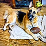 dog, german_shepherd, football, towel, wooden_floor, indoor, pet, animal, paw, ears, tail, fur, looking, curious, lying_down, household, brown, black, beige, toy