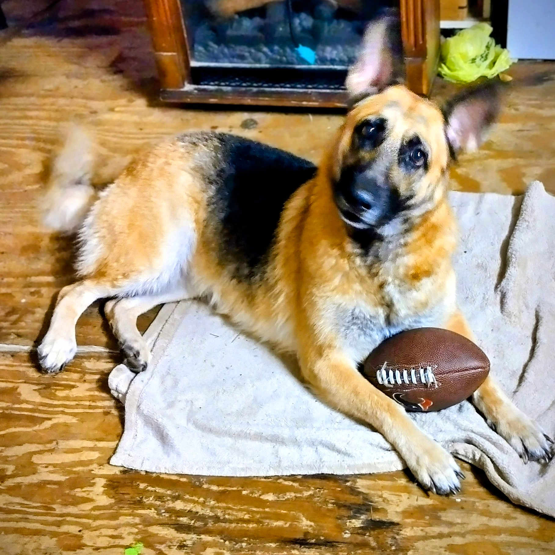 Lady is registered to the contest to win money with this photo: dog, german_shepherd, football, towel, wooden_floor, indoor, pet, animal, paw, ears, tail, fur, looking, curious, lying_down, household, brown, black, beige, toy