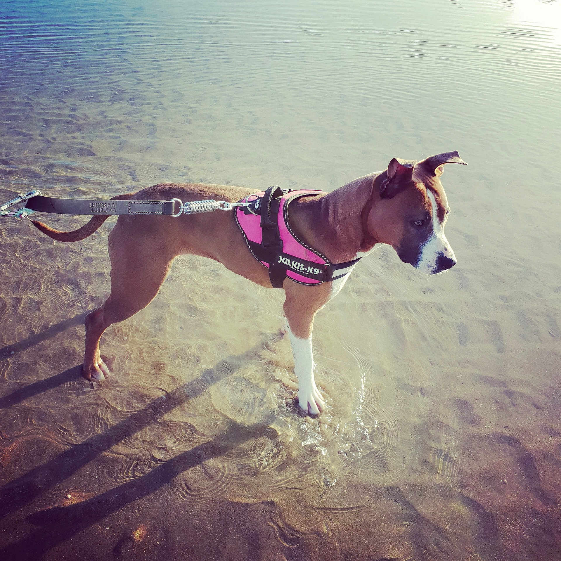 Naiira participe au concours pour gagner de l'argent avec cette photo : american_staffordshire_terrier, canidae, carnivore, dog, dog_breed, dog_collar, dog_walking, fawn, galgo_espanol, ibizan_hound, italian_greyhound, leash, lurcher, magyar_agar, mammal, polish_greyhound, sighthound, sky, vertebrate, whippet