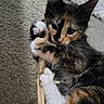 Orisha is registered to the contest to win money with this photo: cat, kitten, calico, pet, fur, whiskers, toy, claws, paws, carpet, cute, animal, indoor, playful, closeup, feline, young, adorable, resting, curious
