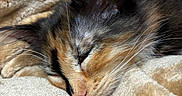 Orisha is registered to the contest to win money with this photo: cat, kitten, sleeping, calico, close_up, whiskers, fur, pet, cozy, blanket, soft_texture, rest, cute, animal, indoor, nap, feline, adorable, warm, comfort