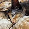 cat, kitten, sleeping, calico, close_up, whiskers, fur, pet, cozy, blanket, soft_texture, rest, cute, animal, indoor, nap, feline, adorable, warm, comfort