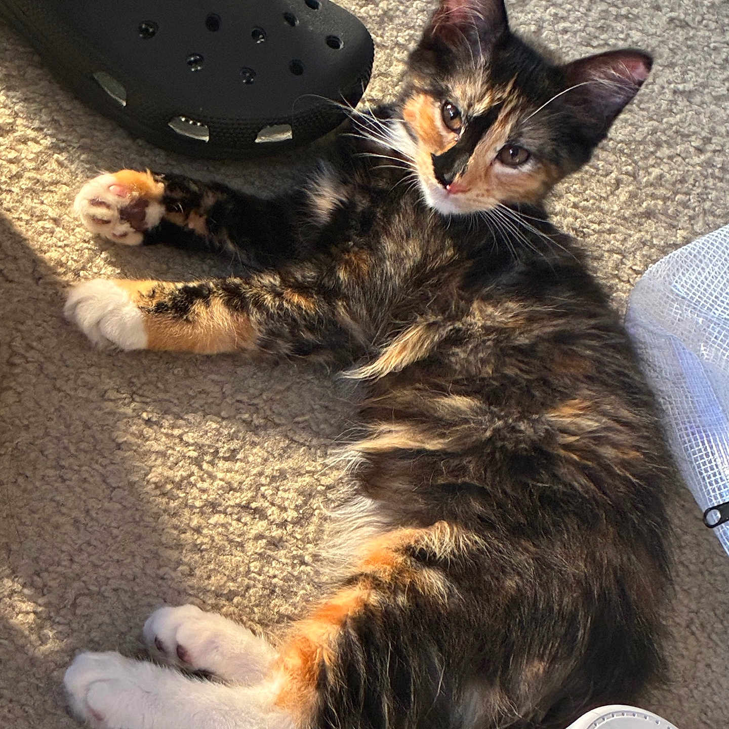 Orisha joined the competition — help win amazing prizes! kitten, calico, cat, carpet, sunlight, paw, shoe, croc, indoor, pet, feline, fur, relaxing, whiskers, closeup, domestic, cute, animal, household, humidifier