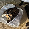 Orisha joined the competition — help win amazing prizes! cat, calico, pet, animal, mesh_bag, carpet, indoor, curious, playful, whiskers, paws, fur, household, furniture_leg, zipper, closeup, looking_up, domestic_cat, resting, cozy