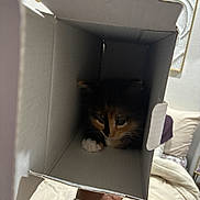 Orisha is registered to the contest to win money with this photo: cat, kitten, cardboard_box, hand, watch, bedroom, bed, pillow, blanket, indoor, pet, animal, cute, calico, fur, curious, small, cozy, resting, shadow