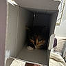 cat, kitten, cardboard_box, hand, watch, bedroom, bed, pillow, blanket, indoor, pet, animal, cute, calico, fur, curious, small, cozy, resting, shadow