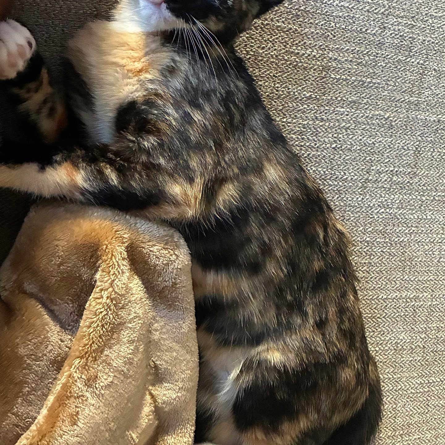 Athena