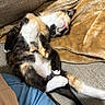 Athena is registered to the contest to win money with this photo: cat, calico, sleeping, couch, blanket, fur, pet, relaxed, indoor, cozy, resting, animal, whiskers, paw, tail, soft, comfort, domestic, feline, nap