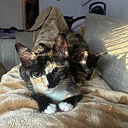 Athena is registered to the contest to win money with this photo: cat, tortoiseshell_cat, pet, animal, indoor, blanket, couch, furniture, relaxing, fur, whiskers, ears, cute, sleeping, cozy, sunlight, shadow, domestic, resting, closeup