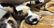 Athena is registered to the contest to win money with this photo: cat, calico, feline, pet, sleeping, relaxed, stretching, blanket, couch, fur, whiskers, pink_paw_pads, indoor, cozy, resting, cute, animal, mammal, tabby, soft