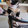 Athena is registered to the contest to win money with this photo: cat, kitten, paw, chair, furniture, indoor, closeup, blurry, curious, reach, multicolor, fur, whiskers, nose, eyes, kitchen, ball, counter, pet, animal